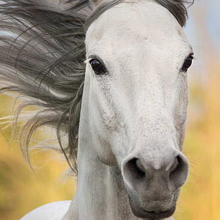 Horses 2026 Pocket Diary