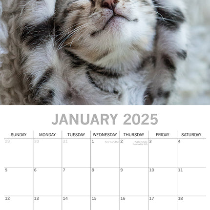 Cat Naps - 2025 Square Wall Calendar Pets Animals 16 Months Premium Planner Gift