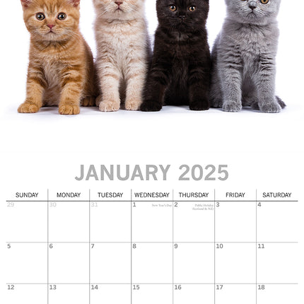 Cute Kittens - 2025 Square Wall Calendar Pets Animals 16 Months Premium Planner