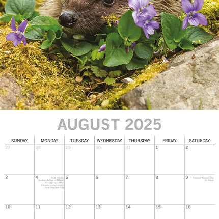 Hedgehogs 2025 Square Wall Calendar Pets Animals 16 Months Premium Planner Gift