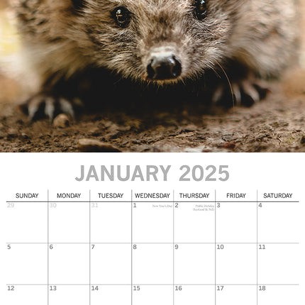 Hedgehogs 2025 Square Wall Calendar Pets Animals 16 Months Premium Planner Gift