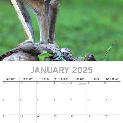 Monkey Business 2025 Square Wall Calendar Animals 16 Months Premium Planner Gift