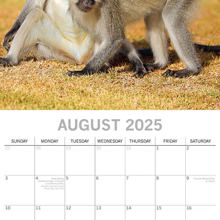 Monkey Business 2025 Square Wall Calendar Animals 16 Months Premium Planner Gift