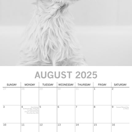 Mutts - 2025 Square Wall Calendar Pets Animals 16 Months Premium Planner Gift