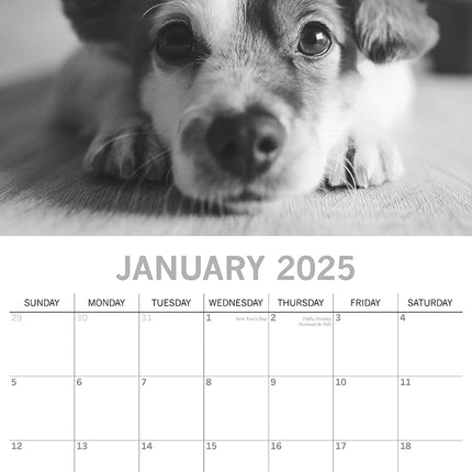 Mutts - 2025 Square Wall Calendar Pets Animals 16 Months Premium Planner Gift