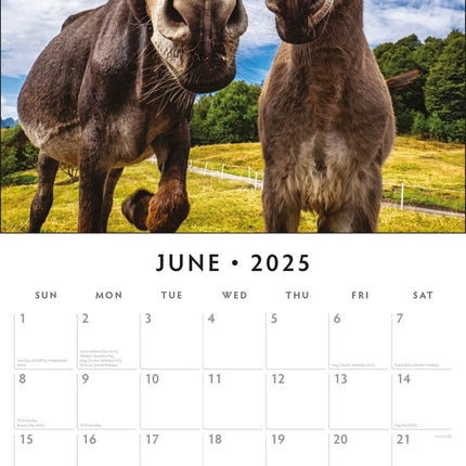 Donkeys 2025 Square Wall Calendar Animals 16 Month Premium New Year Planner Gift
