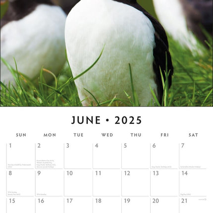 Puffins 2025 Square Wall Calendar Animals 16 Month Premium New Year Planner Gift