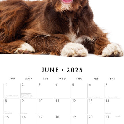 Crossbreeds - 2025 Square Wall Calendar Animals 16 Months Premium Planner Gift