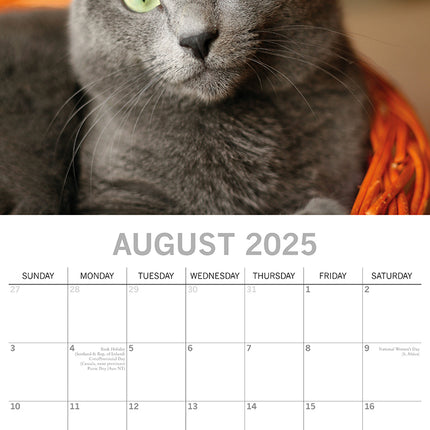 Top Cats - 2025 Square Wall Calendar Pets Animals 16 Months Premium Planner Gift