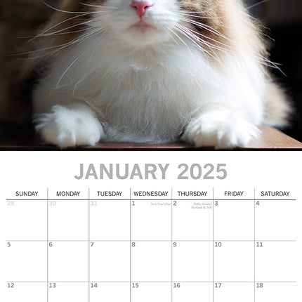 Top Cats - 2025 Square Wall Calendar Pets Animals 16 Months Premium Planner Gift