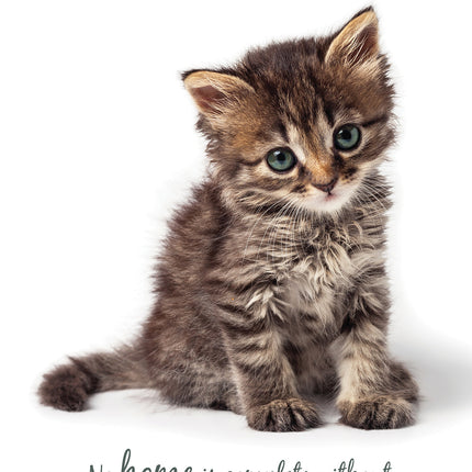 Cute Kittens 2026 A5 Padded Diary