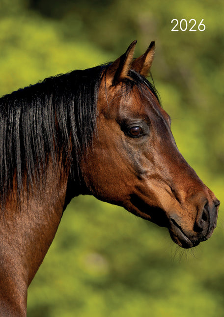 Horses 2026 A5 Padded Diary