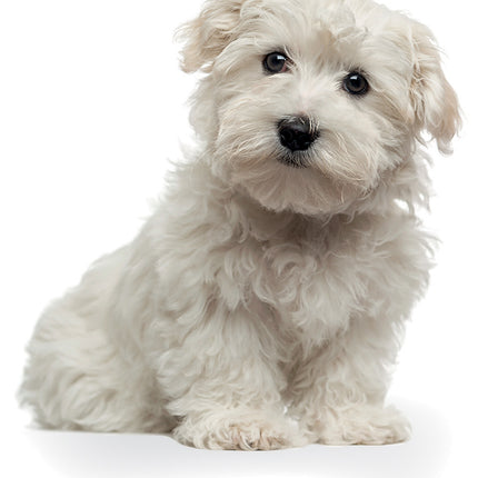 Adorable Dogs 2026 Pocket Diary
