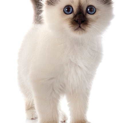 Cute Kittens 2026 Pocket Diary