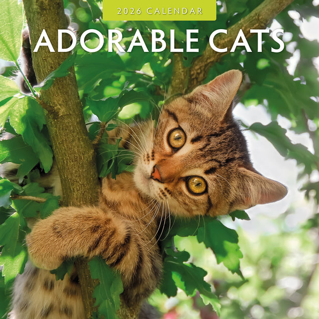 Adorable Cats 2026 Premium Square Wall Calendar