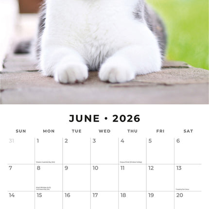 Adorable Cats 2026 Premium Square Wall Calendar