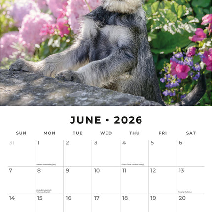 Adorable Dogs 2026 Premium Square Wall Calendar