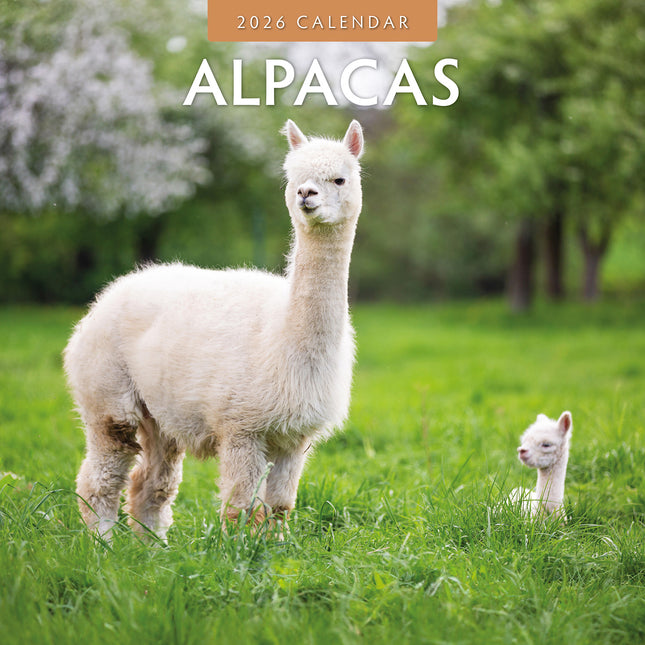 Alpacas 2026 Premium Square Wall Calendar