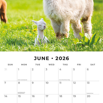 Alpacas 2026 Premium Square Wall Calendar