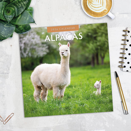 Alpacas 2026 Premium Square Wall Calendar