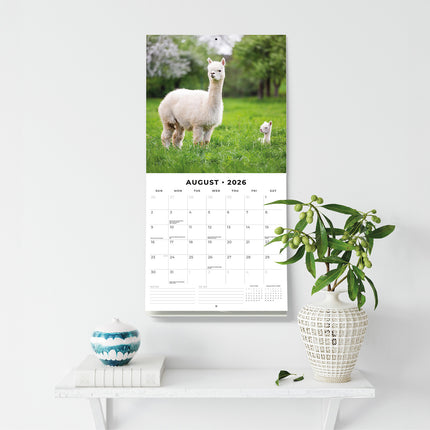 Alpacas 2026 Premium Square Wall Calendar