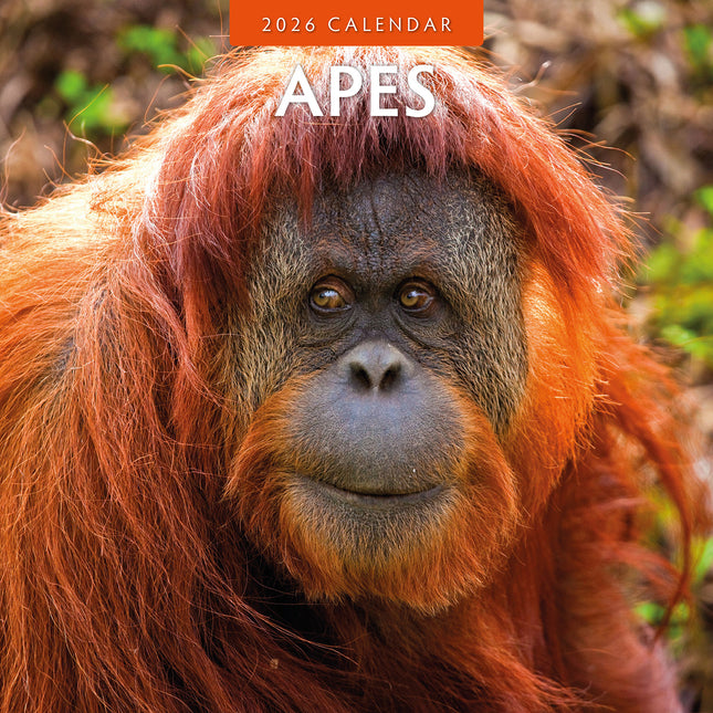 Apes 2026 Premium Square Wall Calendar