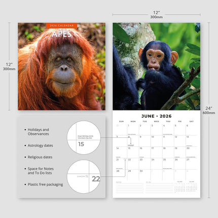 Apes 2026 Premium Square Wall Calendar