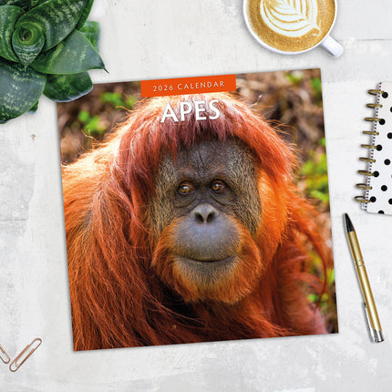 Apes 2026 Premium Square Wall Calendar