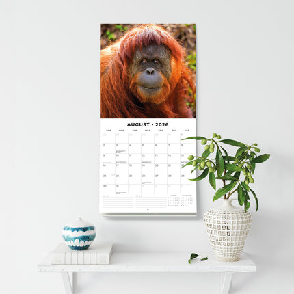 Apes 2026 Premium Square Wall Calendar