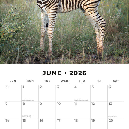 Baby Animals 2026 Premium Square Wall Calendar