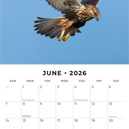 Birds Of Prey 2026 Premium Square Wall Calendar