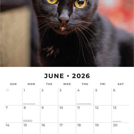Black Cats 2026 Premium Square Wall Calendar