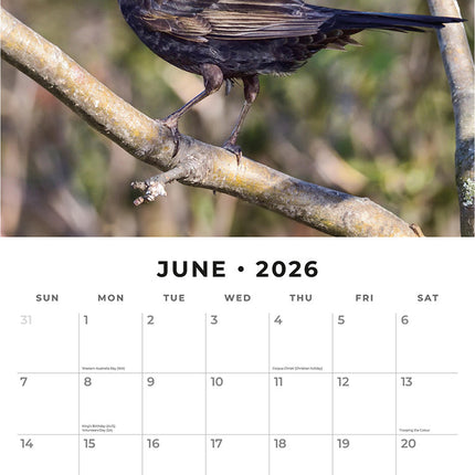 British Garden Birds 2026 Premium Square Wall Calendar