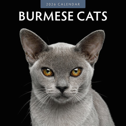 Burmese Cats 2026 Premium Square Wall Calendar