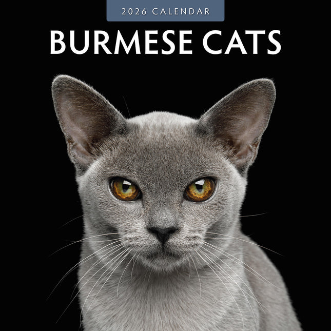 Burmese Cats 2026 Premium Square Wall Calendar