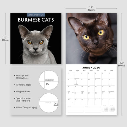 Burmese Cats 2026 Premium Square Wall Calendar
