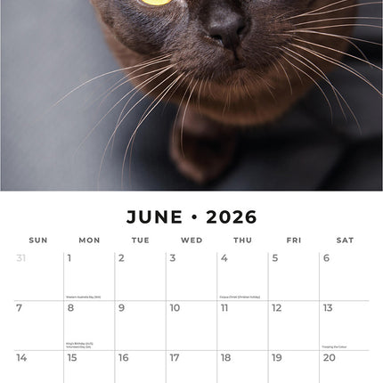 Burmese Cats 2026 Premium Square Wall Calendar