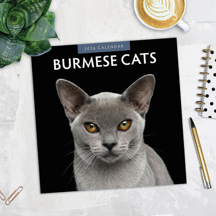 Burmese Cats 2026 Premium Square Wall Calendar