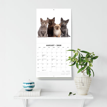 Burmese Cats 2026 Premium Square Wall Calendar
