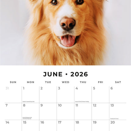 Cats And Dogs 2026 Premium Square Wall Calendar