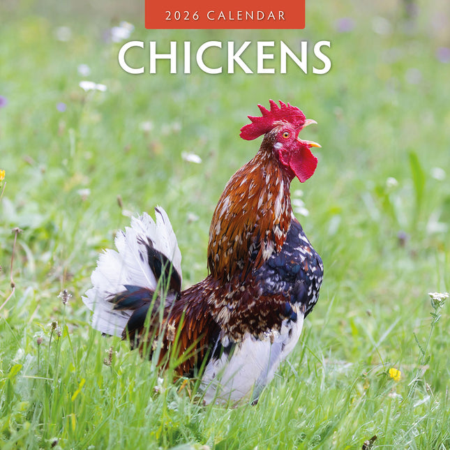 Chickens 2026 Premium Square Wall Calendar