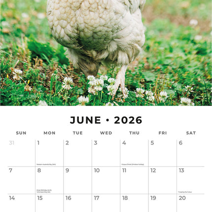 Chickens 2026 Premium Square Wall Calendar