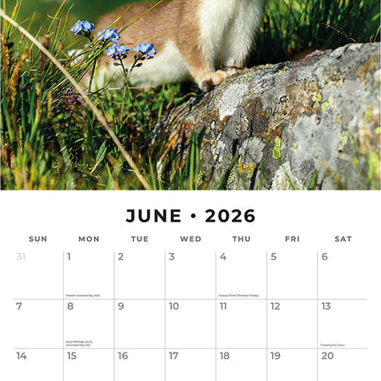 Country Wildlife 2026 Premium Square Wall Calendar