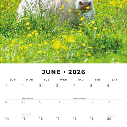 Cows 2026 Premium Square Wall Calendar