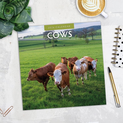 Cows 2026 Premium Square Wall Calendar