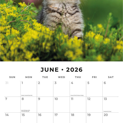 Cute Kittens 2026 Premium Square Wall Calendar
