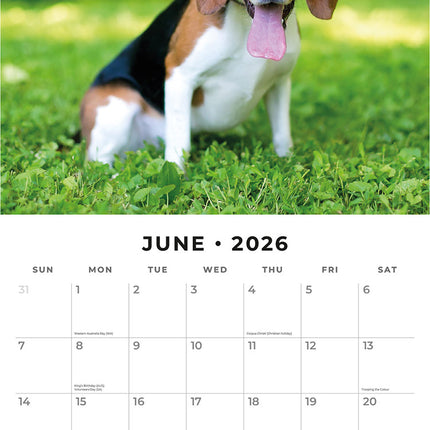 Cute Puppies 2026 Premium Square Wall Calendar