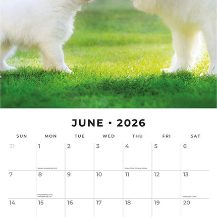 Dogs And Puppies 2026 Premium Square Wall Calendar