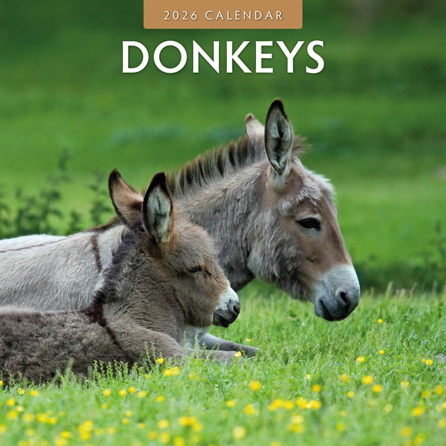 Donkeys 2026 Premium Square Wall Calendar