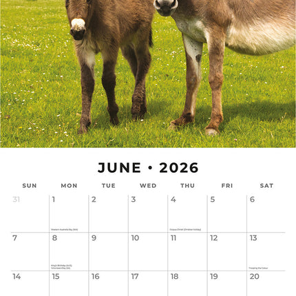 Donkeys 2026 Premium Square Wall Calendar